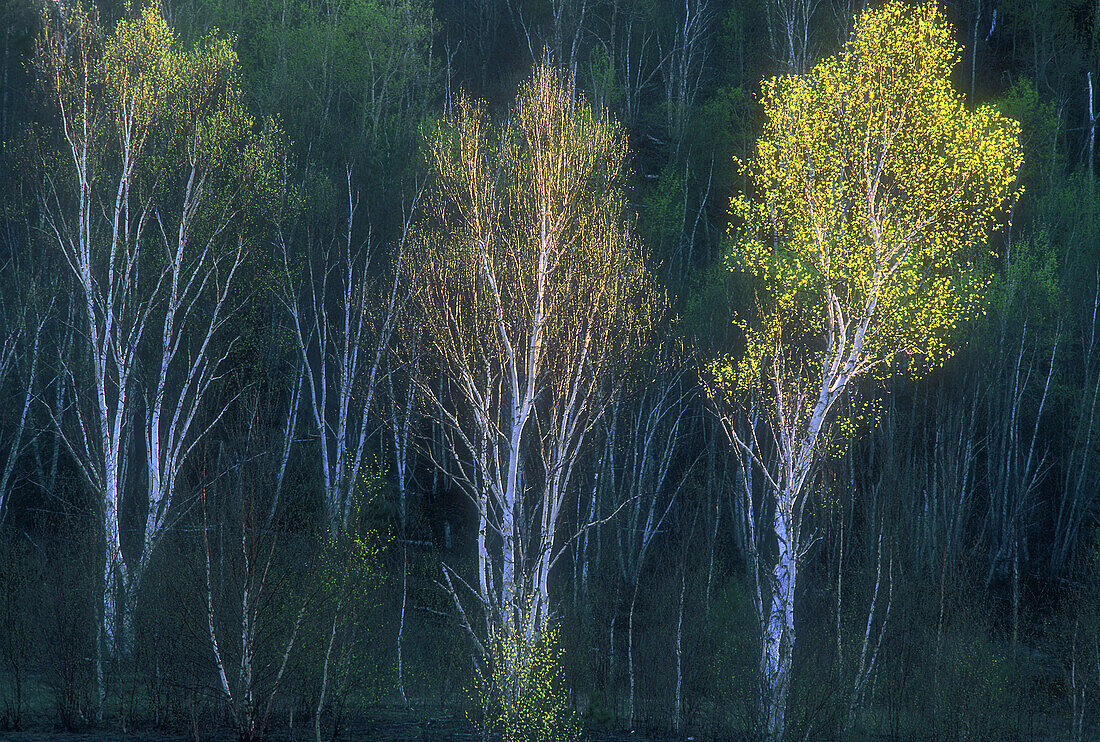 Three birch trees in early spring foliage glowing in afternoon light at base of hill. Sudbury. Ontario. Canada.