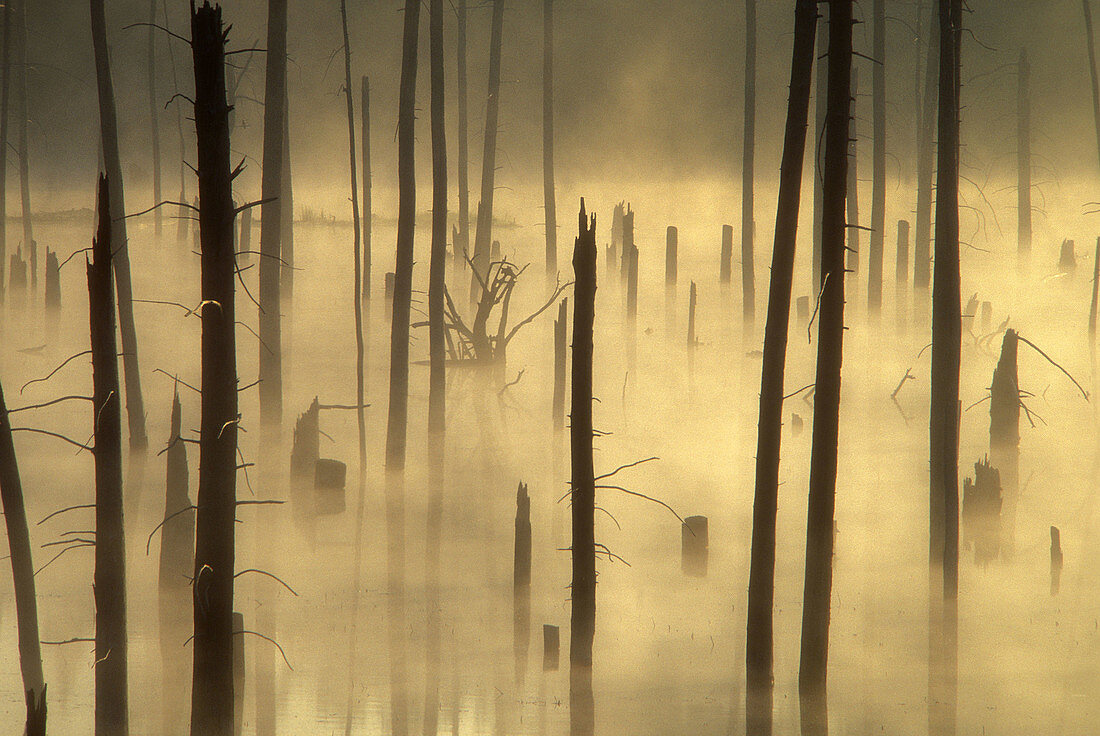 Misty dead snags in pond created by beaver flooding. Killarney. Ontario. Canada.