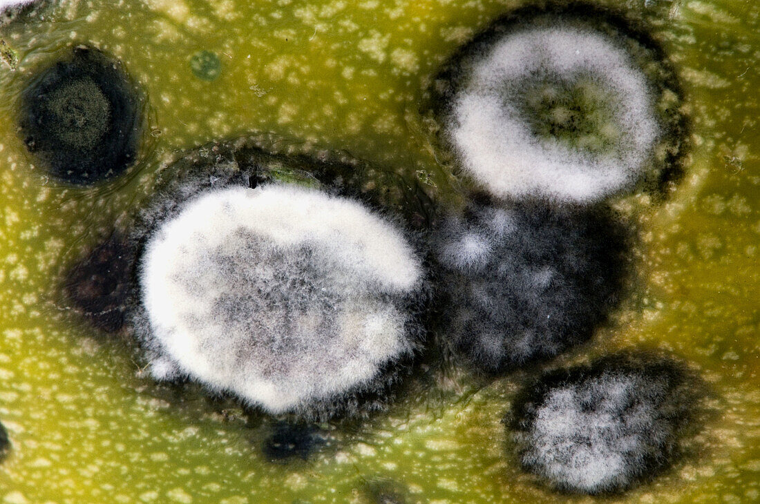 Mould colony on decaying zucchini fruit