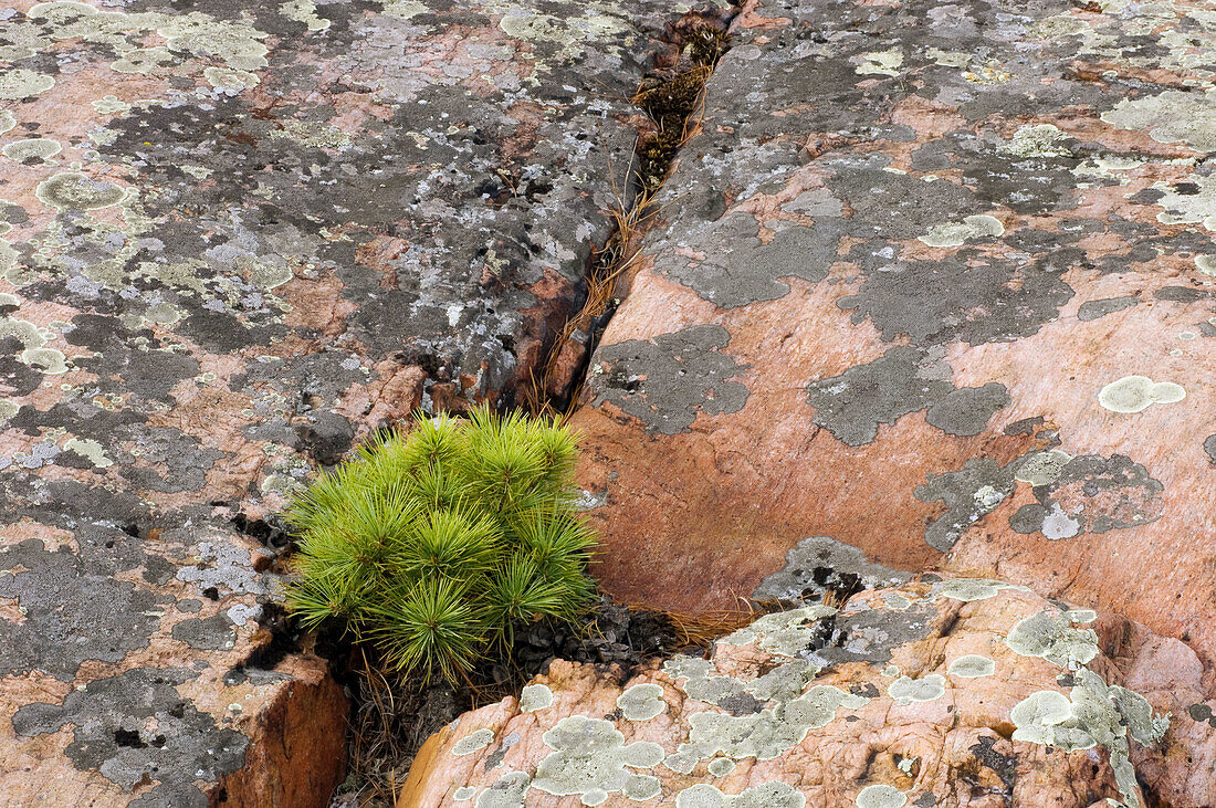 White pine (Pinus strobus) and lichen-coated granite. Killarney Provincial Park, Ontario