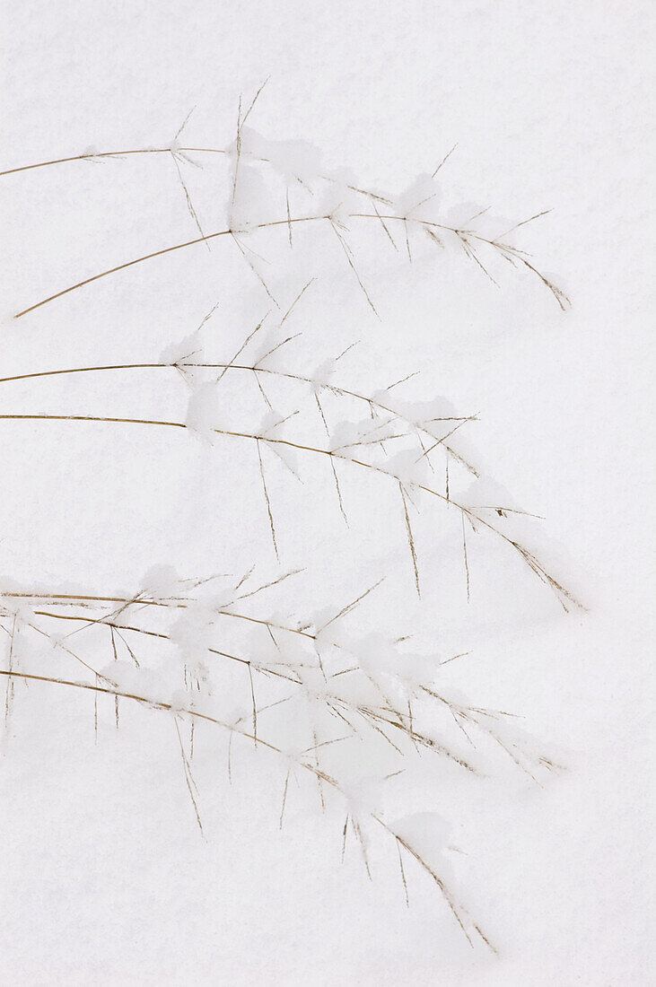 Winter grasses. Fresh snow on red top grass. Lively, Ontario