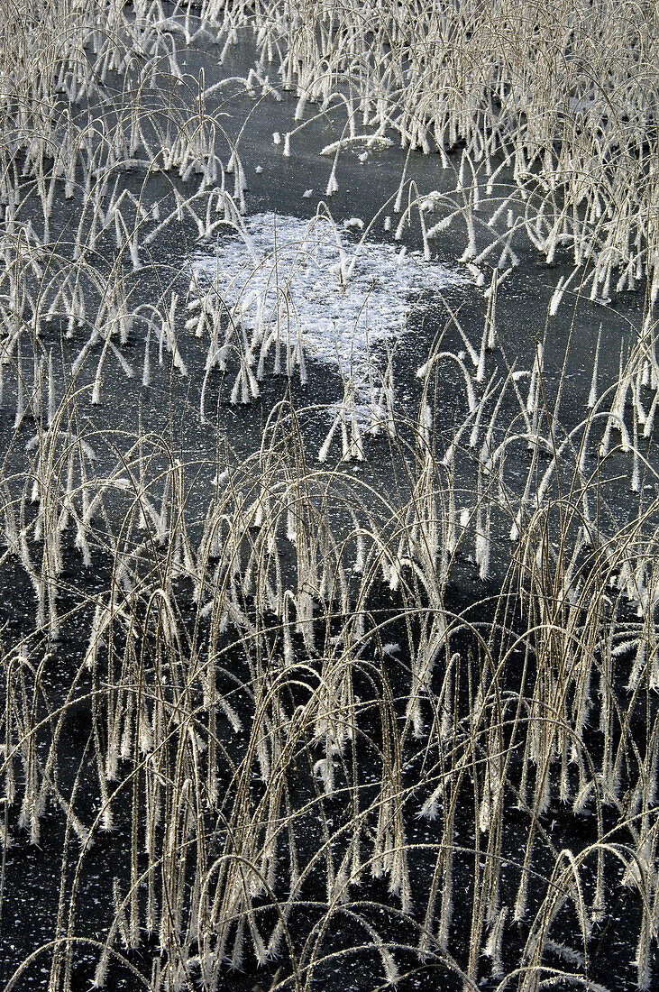 Hardstem bulrush (Scirpus acutus). Frosted colony in early winter ice. Naughton, Ontario