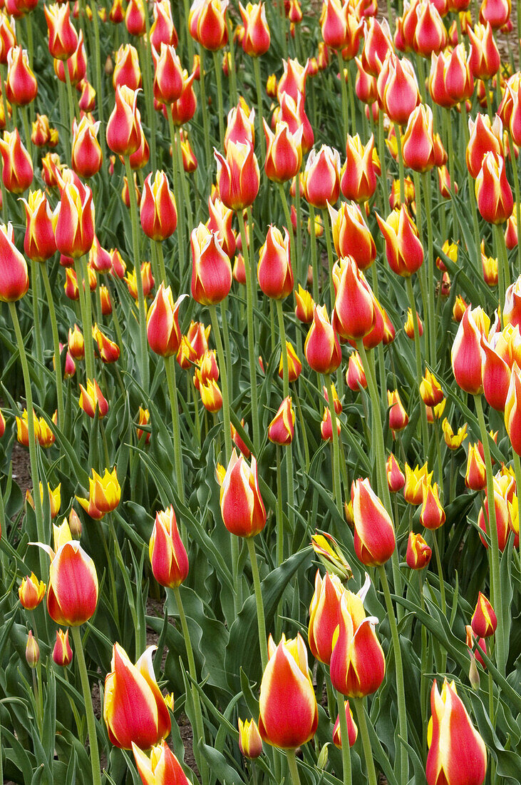 Tulip cultivar. Synaeda King