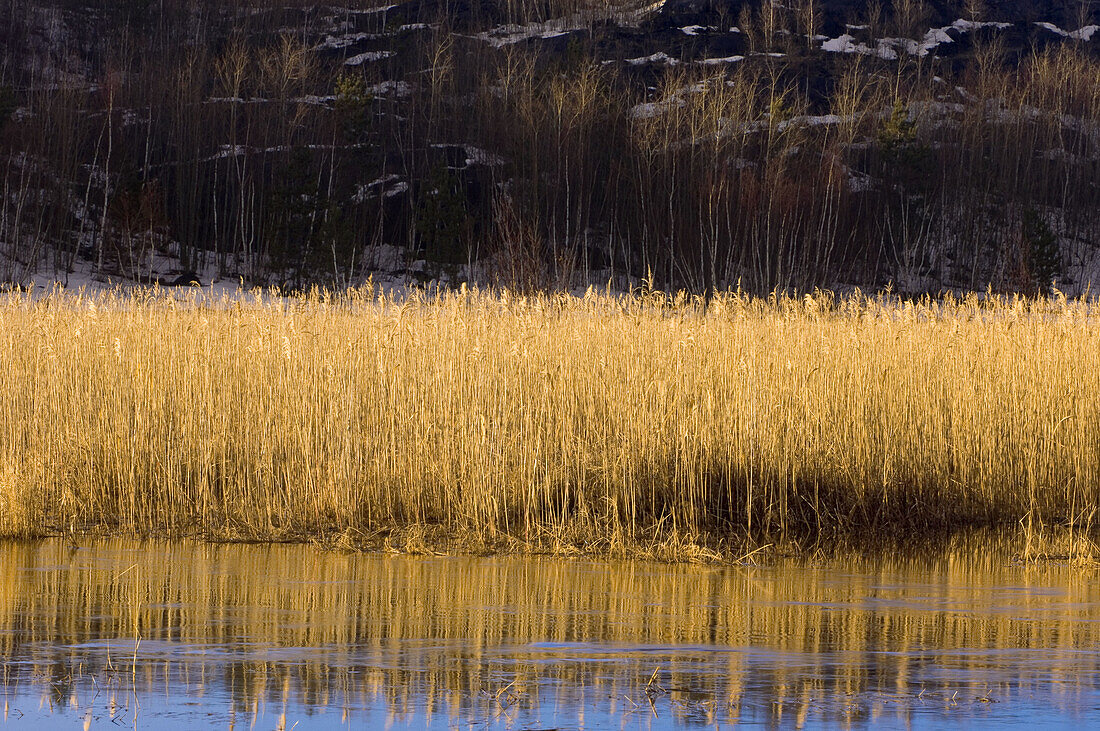 Reed colony reflected in Robinson Lake in spring flood. Sudbury, Ontario, Canada 