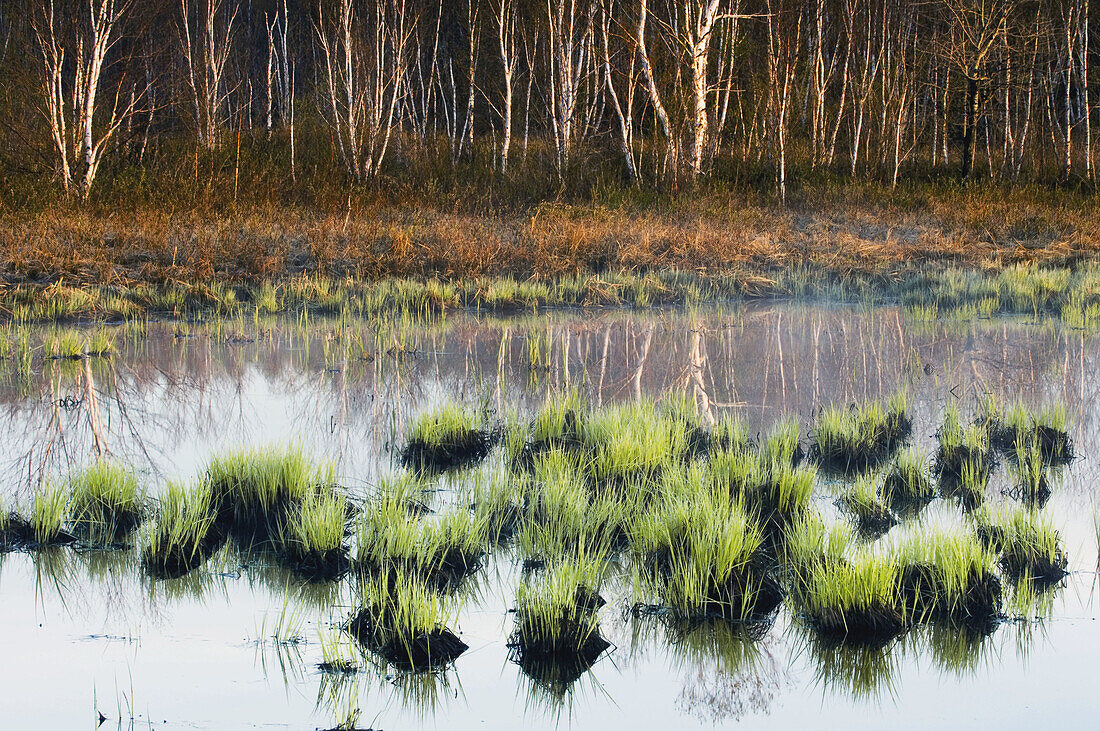 Wetland at dawn with birch trees and emerging marsh grasses. Sudbury, Ontario, Canada 