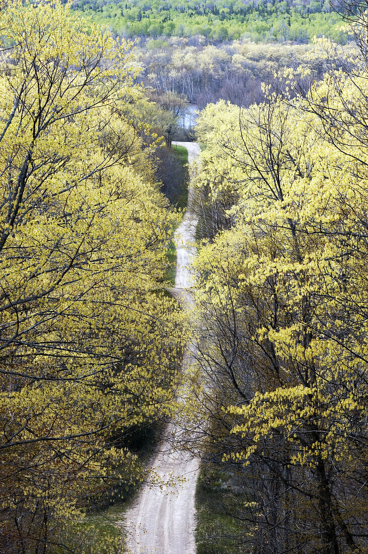 Burnett s sideroad with spring forest. Sheguiandah, Manitoulin Is., Ontario, Canada 