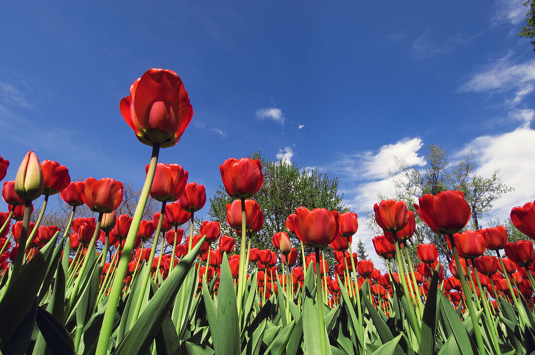 Tulip beds in Commissioner s Park near Dow s Lake. Ottawa, Ontario, Canada 