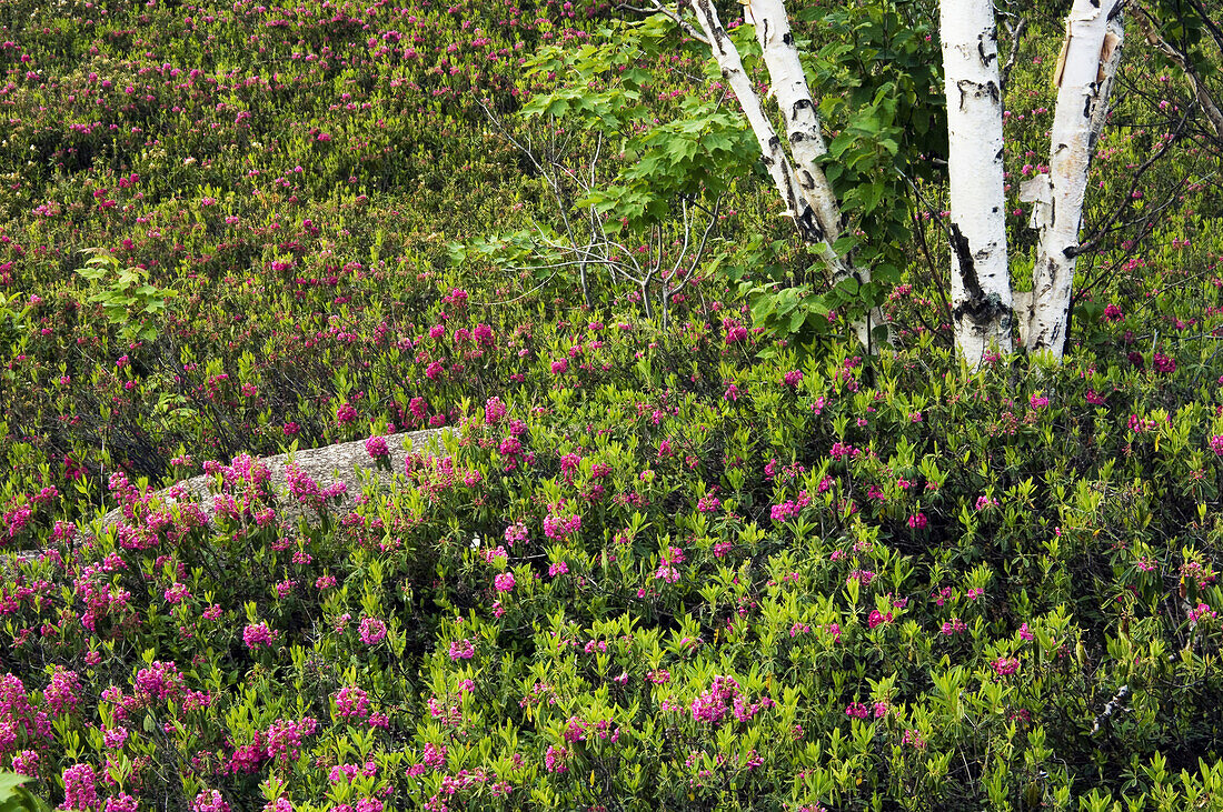 White birch trees with rock outcrop and sheep laurel (Kalmia angustifoliacolony) in bloom. Walden, Ontario, Canada 