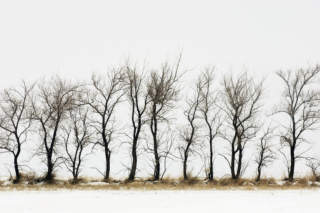 Shelter belt trees with fresh snow. Cadillac, Saskatchewan, Canada 