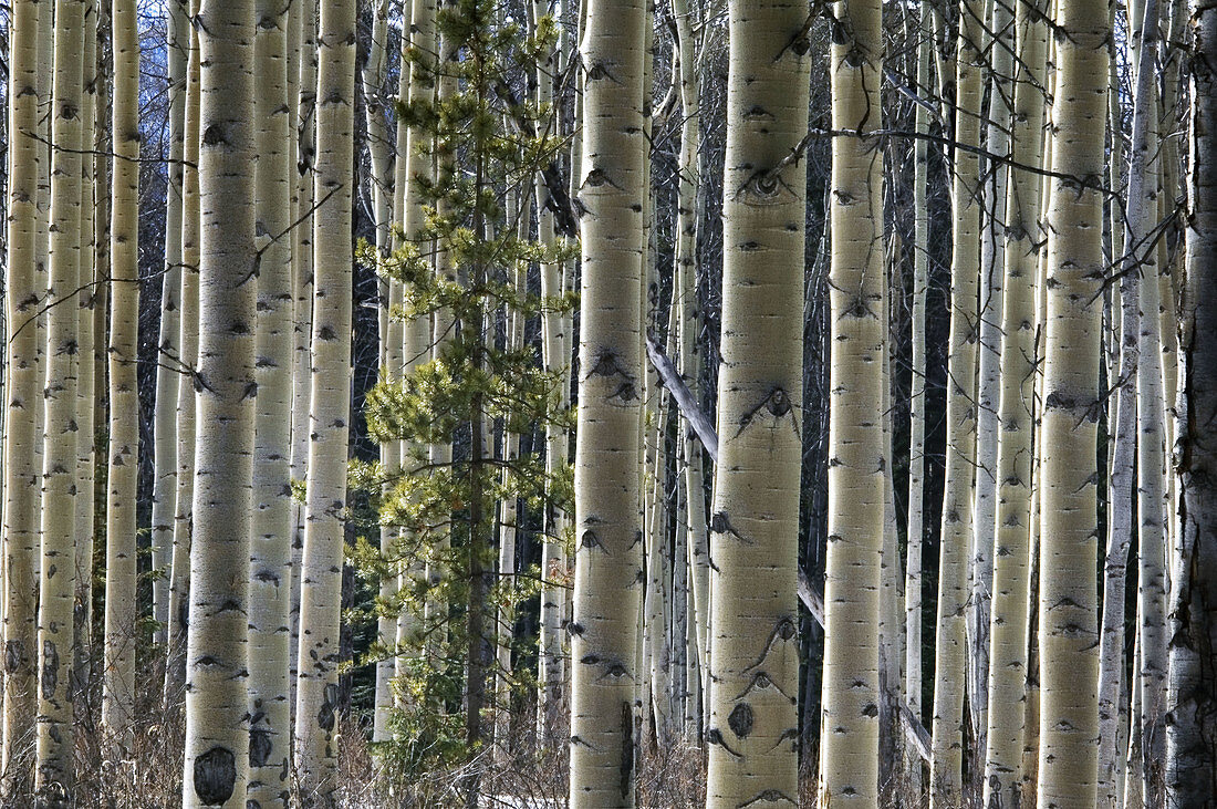 Aspen woodland. Jasper National Park, Alberta, Canada 