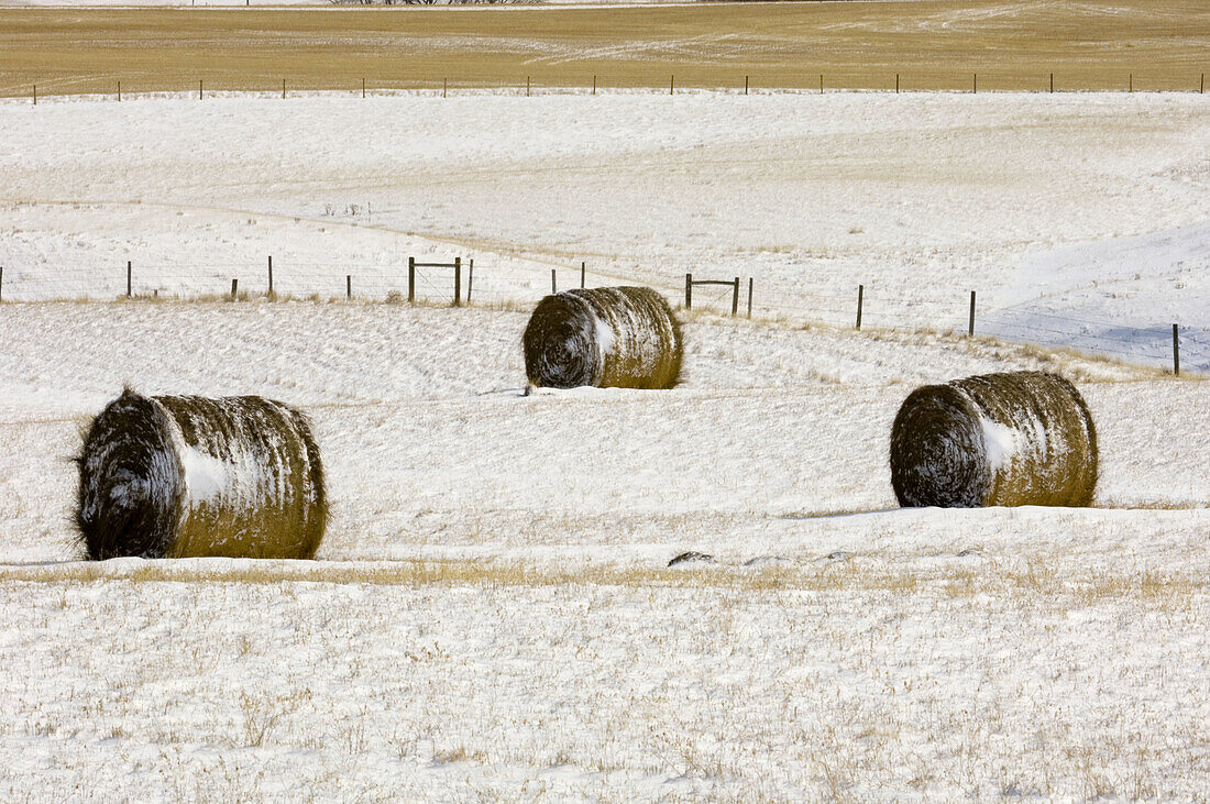 Hay bales in snowy prairie. Alberta, Canada