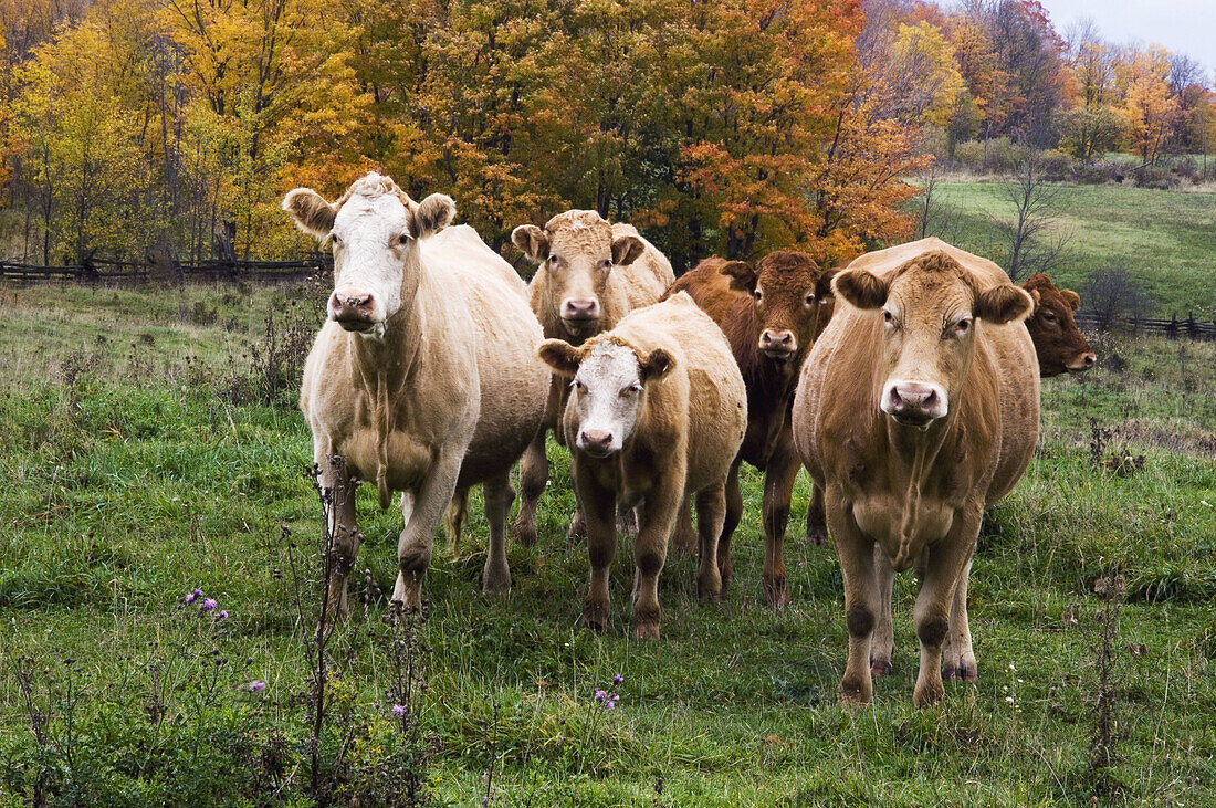 Cattle in pasture. Manitoulin Is., Ontario, Canada 