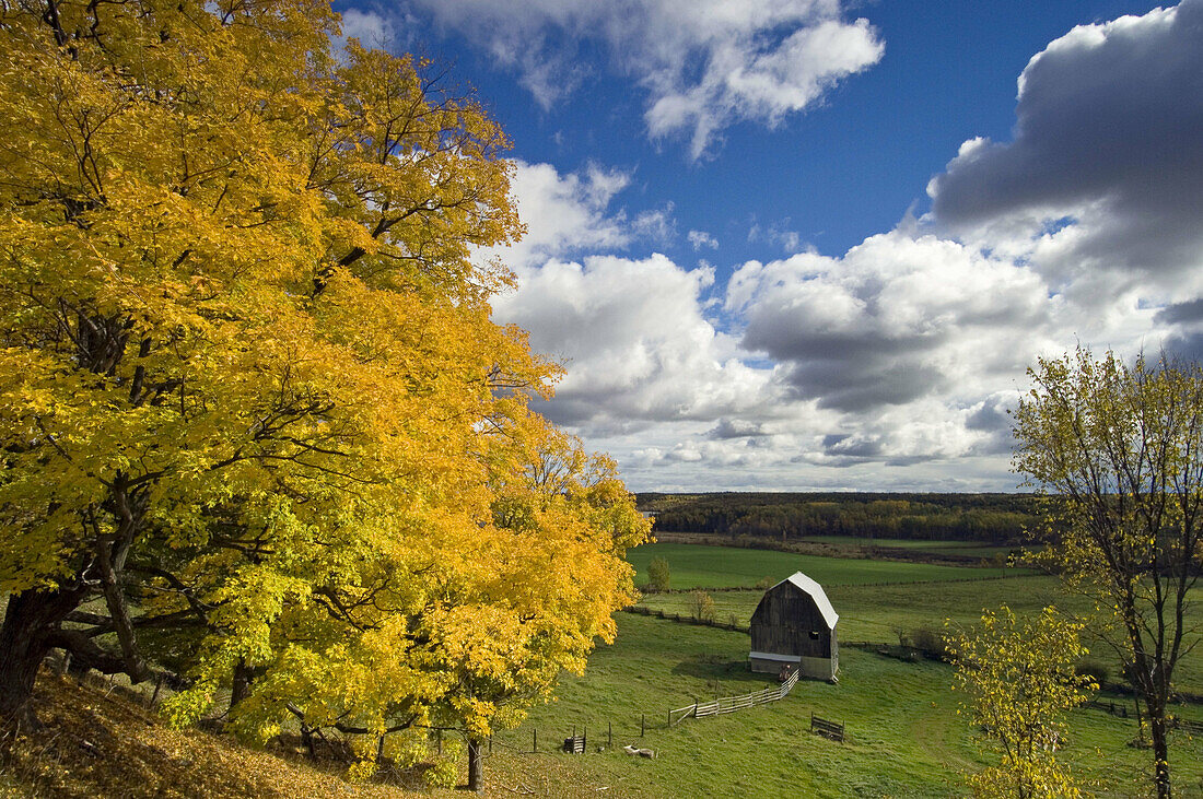 Maple tree and cedar split-rail fence. Manitoulin Is., Ontario, Canada 