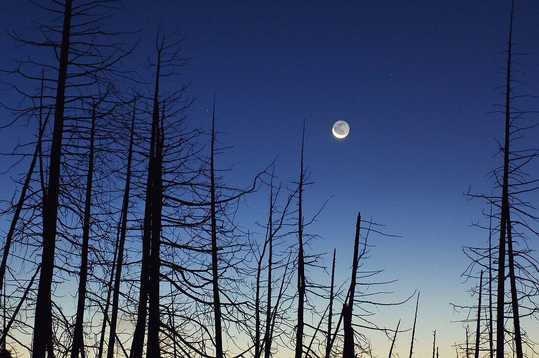 Moon and wetland snags before dawn. Bruce Peninsula National Park, Ontario, Canada 