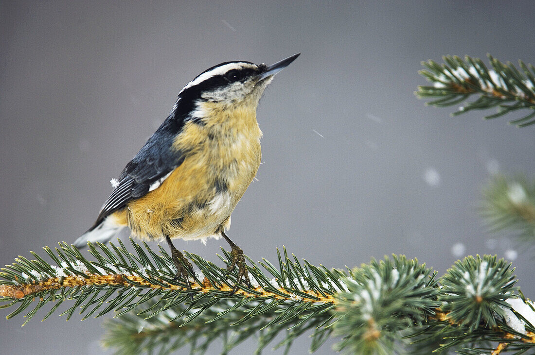 Red breasted nuthatch (Sitta canadensis). Winter resident perched in spruce bough. Lively, Ontario