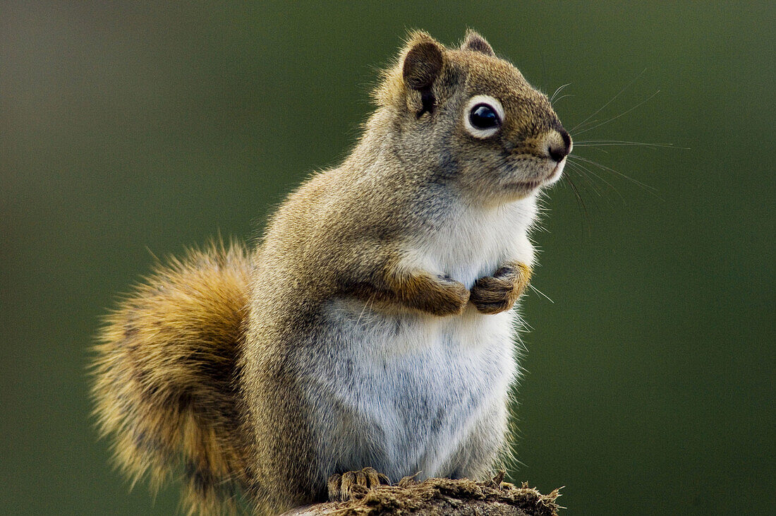 Red squirrel, (Tamiasciurus hudsonicus). Alert individual posed on woodpile