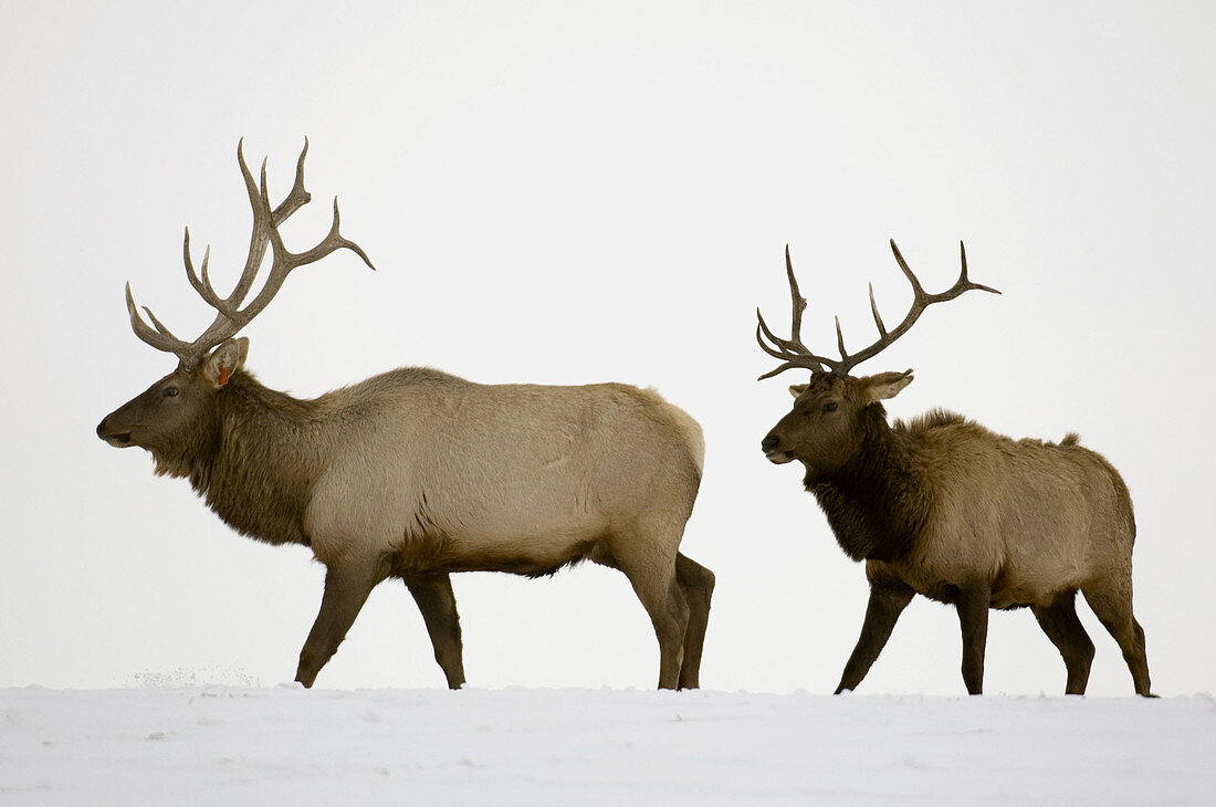 Elk (Cervus elaphus). Domesticated bulls/stags jousting in snowy pasture