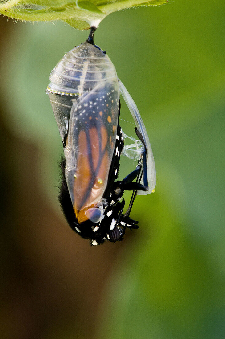 Monarch butterfly (Danaus plexippus). Adult emerging from chrysallis. Ontario