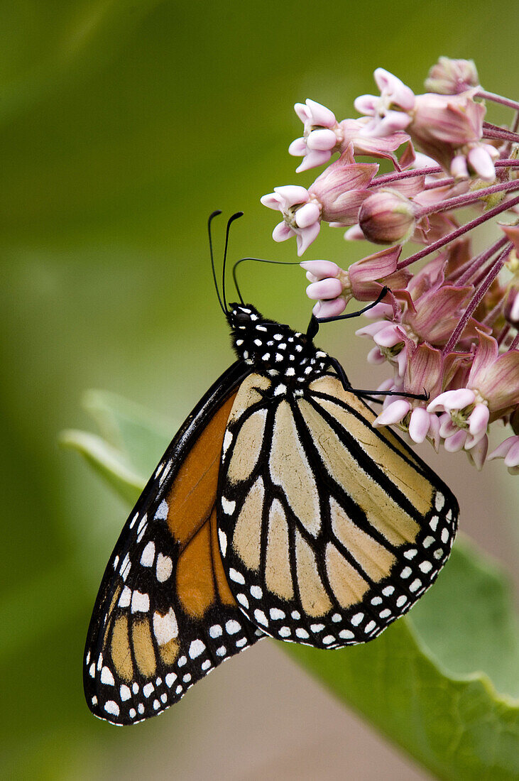 Monarch butterfly (Danaus plexippus). Adult nectaring on milkweed. Ontario