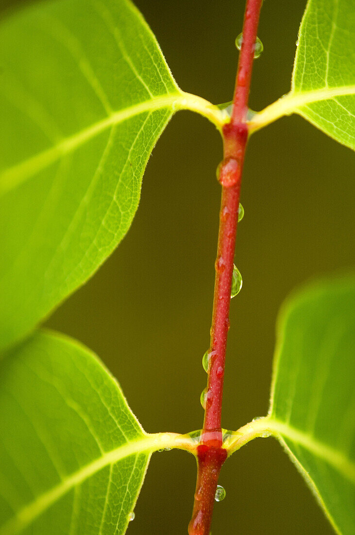 Spreading dogbane (Apocynun androsaemifolium). Leaves and stems with raindrops. Ontario