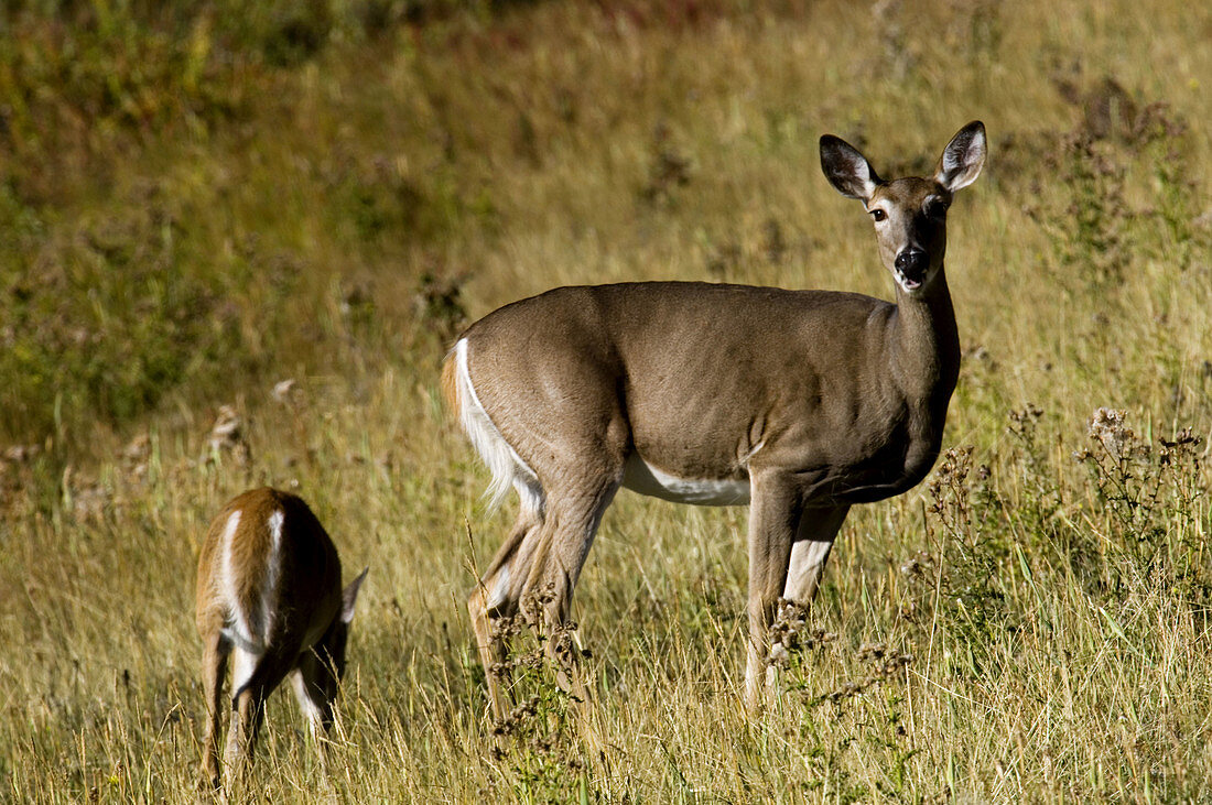 Mule deer (Odocoileus hemionus). Doe and fawns. Banff National Park. Alberta