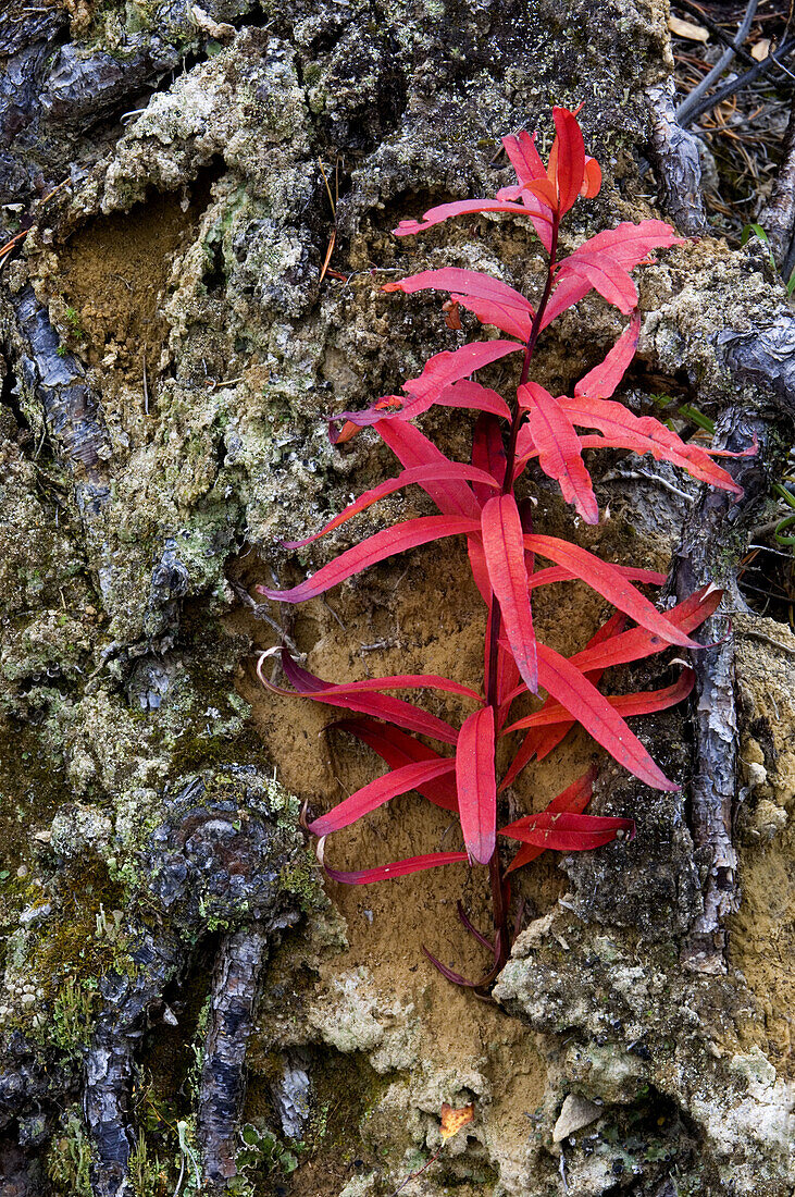 Autumn fireweed (Epilobium angustifolium) growing from soil in overturned tree roots. Banff National Park. Alberta