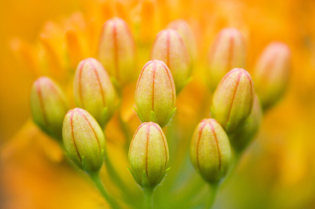 Butterfly milkweed (Asclepias tuberosa). Flowers and buds. Ontario