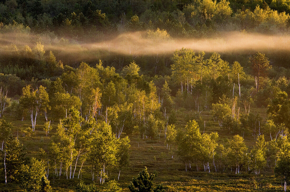 Morning mists in valley with leatherleaf bogs, pines and birches. Ontario