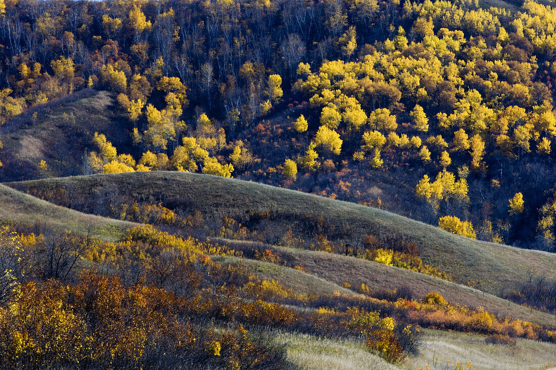 Qu Appelle Valley landforms with autumn aspens and shrubs. Saskatchewan