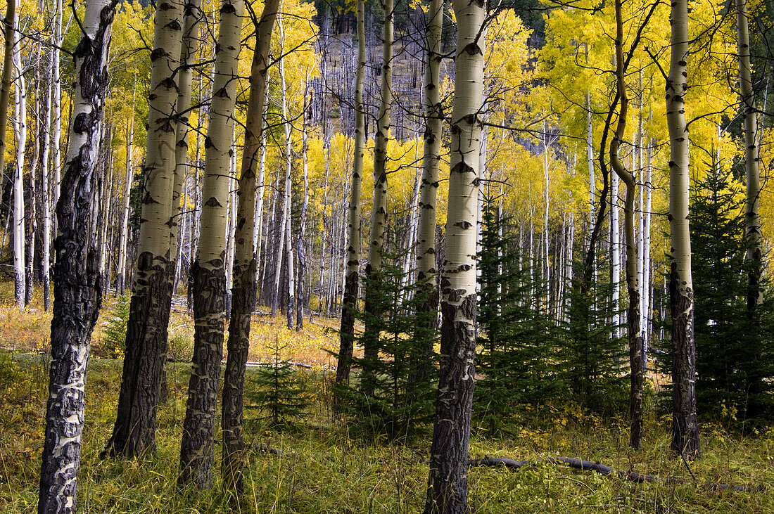 Aspen woodlot in the Muleshoe pullout along the Bow Valley Parkway. Banff National Park Alberta