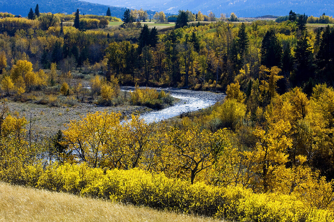 Blakiston River valley with autumn aspens and cottonwoods. Waterton National Park. Alberta
