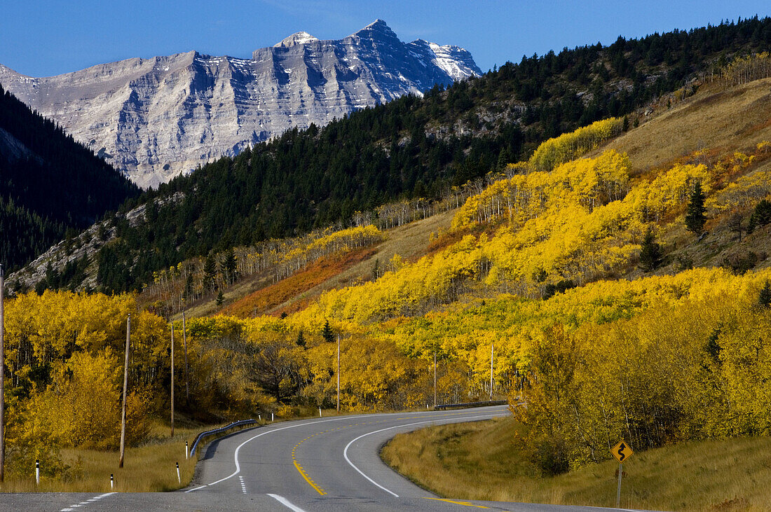 Fall aspens along Hwy 40 in Kananaskis Country with Mt. Armstrong. Southern Alberta