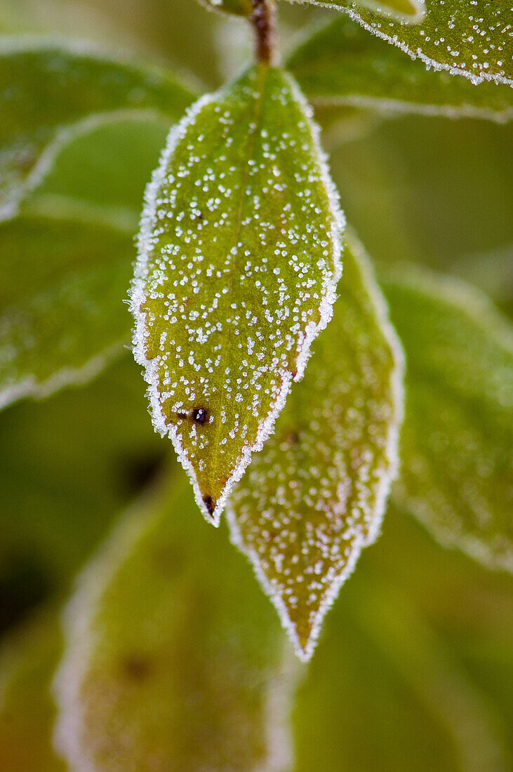 Frosted aster leaves