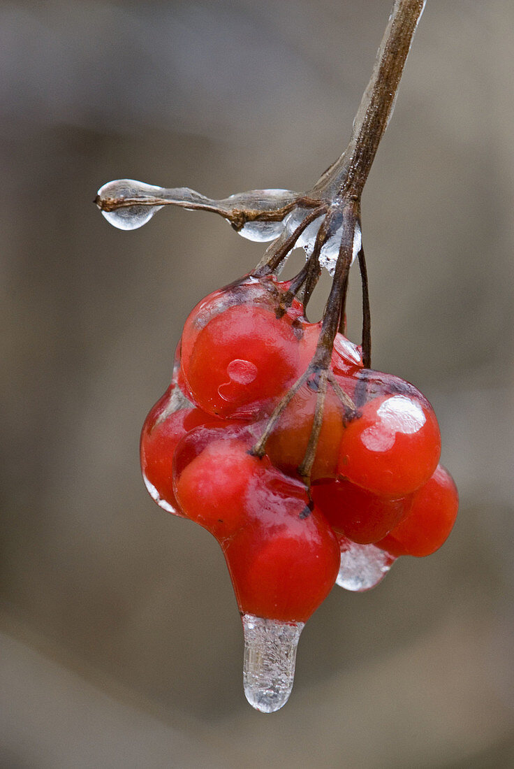 High bush cranberry (Viburnum trilobum)- Berries with a coating of freezing rain ice