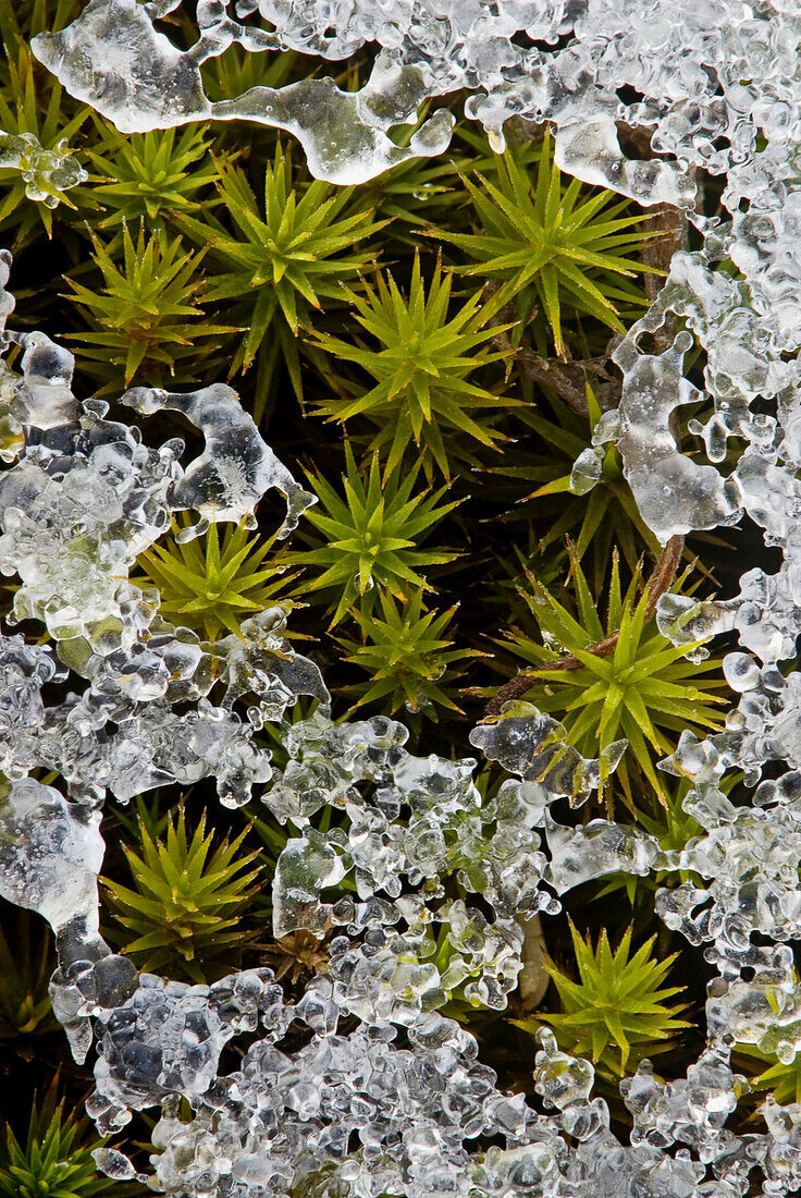 Hair Cap Moss (Polytrichium Commune) with crust of early winter snow