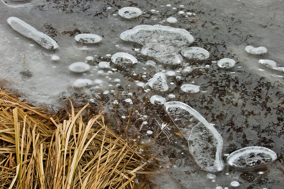 Ice bubbles and submerged grasses along shore of winter beaver pond