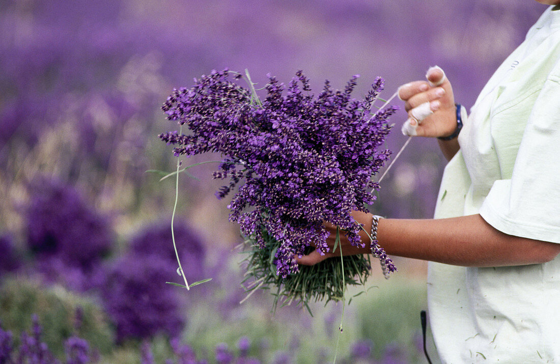 Person holding bouquet of lavender. Provence. France