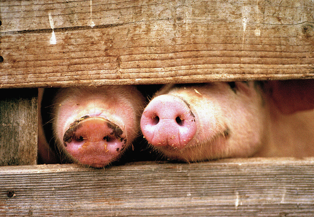 Two pigs snouts