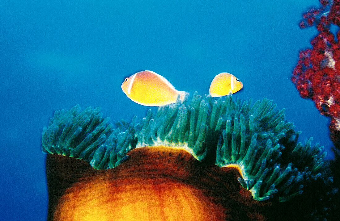 Two Pink anemone fish (Amphiprion perideraion) in anemone. Fiji Islands