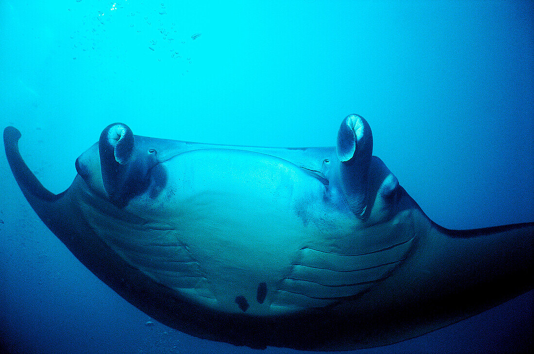 Manta ray front on Yap. Micronesia