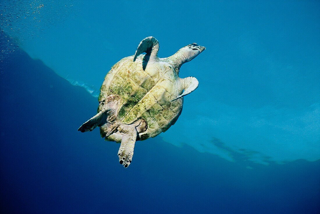 Hawksbill turtle heading for air. Papua New Guinea