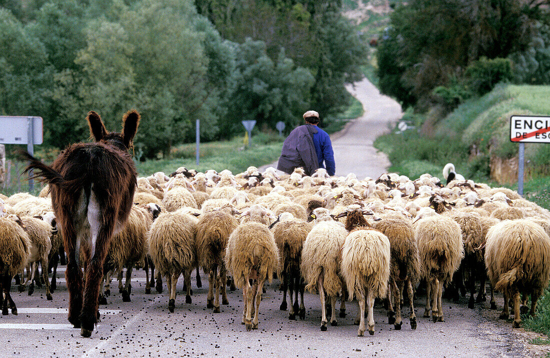 Shepherd, sheep and mule. Encinas de Esgueva, Ribera del Duero wine-making region. Castile-Leon. Spain