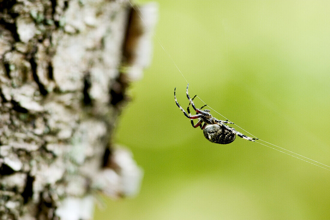  Aktivität, Arachnid, Arachniden, Aussen, Außen, Baum, Bäume, Baumstamm, Baumstämme, Ein Tier, Eins, Evertebraten, Farbe, Horizontal, Invertebraten, Natur, Spinne, Spinnen, Spinnweben, Stamm, Stämme, Tageszeit, Tier, Tiere, Wildtiere, Wirbellos, Wirbellos