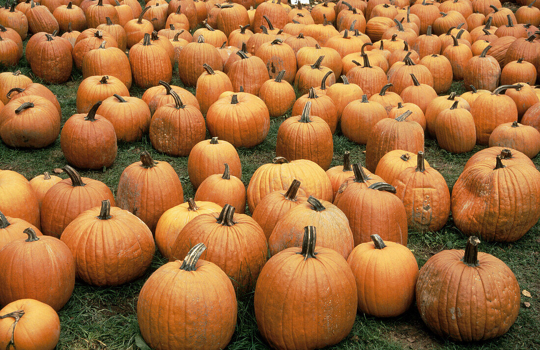 Pumpkins at farmer s market. Fall in New England. USA.