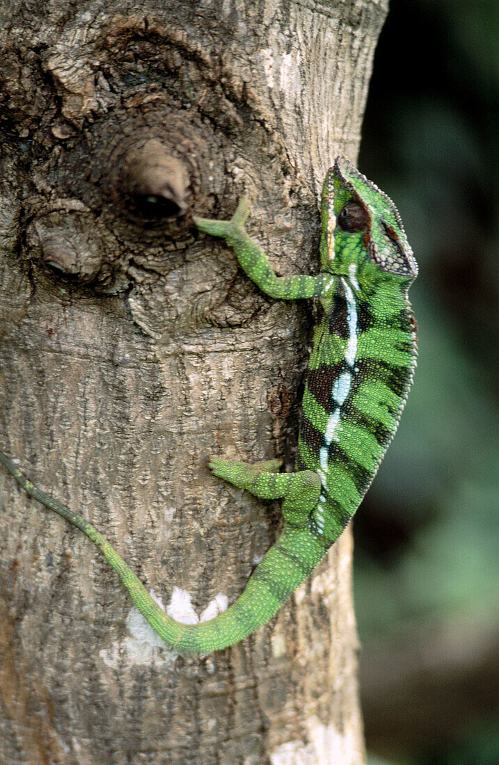 Chameleon on branch. Republic of Madagascar.