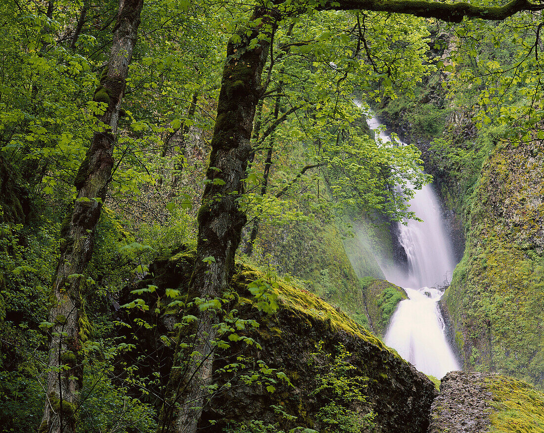 Waukeena Falls. Columbia Gorge National Scenic Area. Oregon. USA
