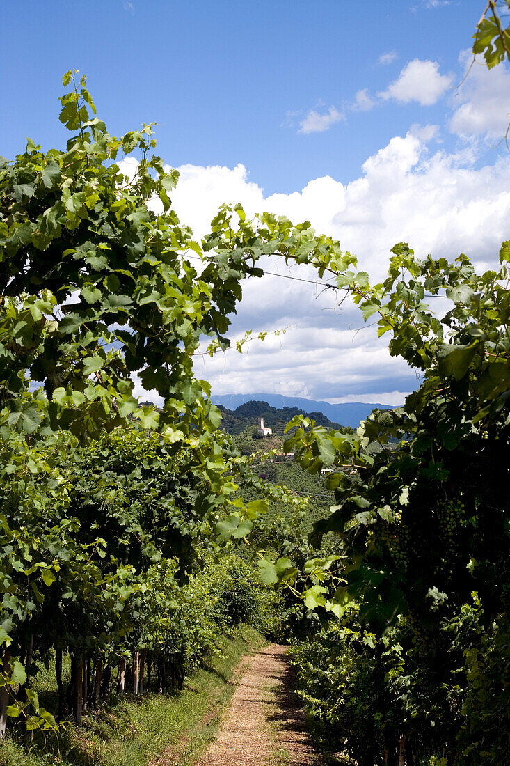 Vineyard, Farra di Soglio, Veneto, Italy