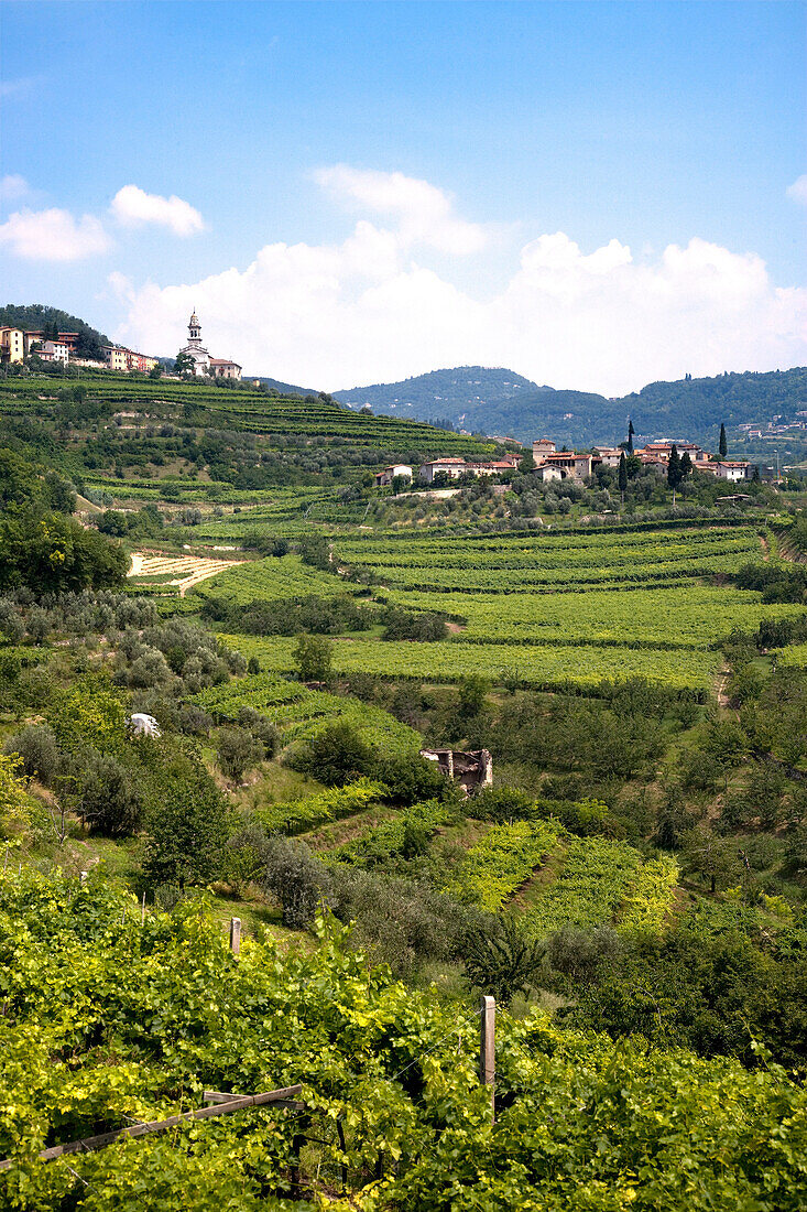 Vineyard, Torbe, Valpolicella, Veneto, Italy