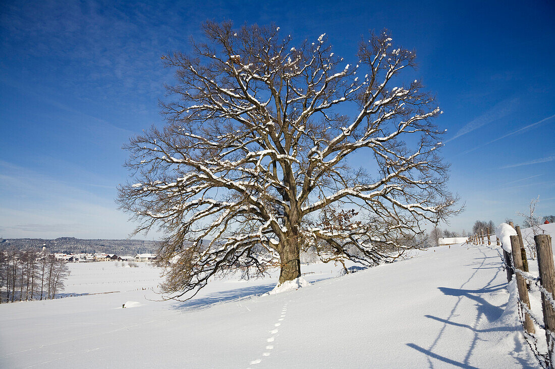 Eiche im Schnee, Quercus robur, Oberbayern, Deutschland