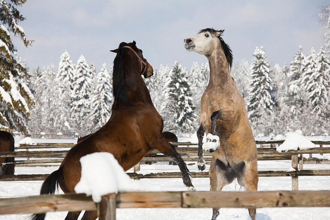 Horses fighting in a winter landscape, Germany